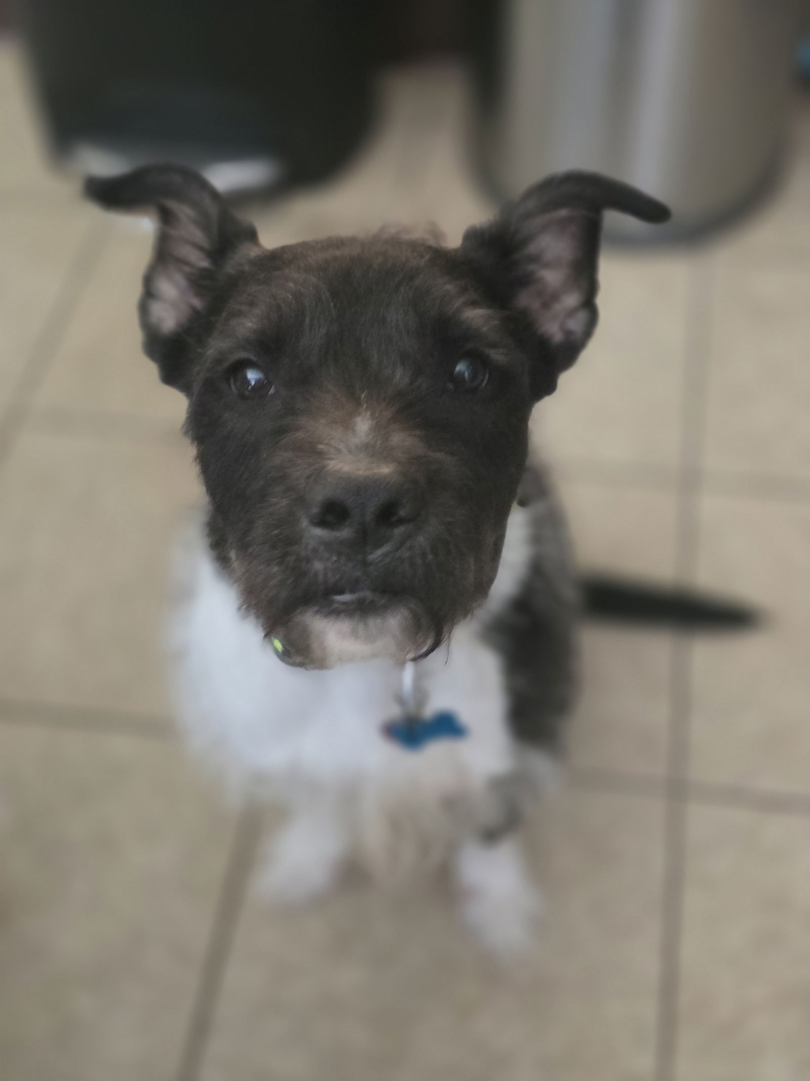 Sirius Black (Cutter), an adoptable American Staffordshire Terrier, Schnauzer in Rosenberg, TX, 77471 | Photo Image 2