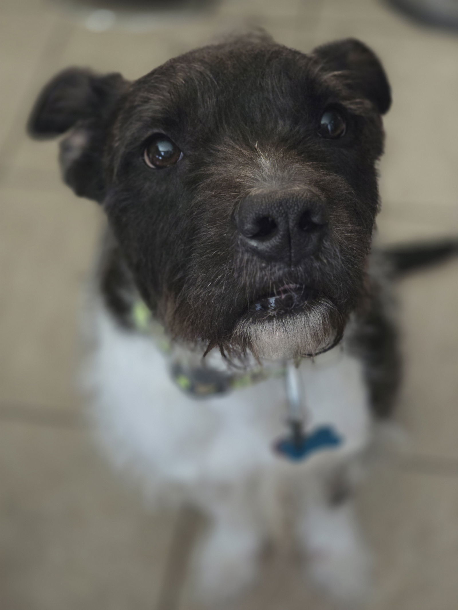 Sirius Black