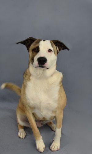 Meet Kali a brave and beautiful girl whos completed her heartworm treatment and is ready for a fre