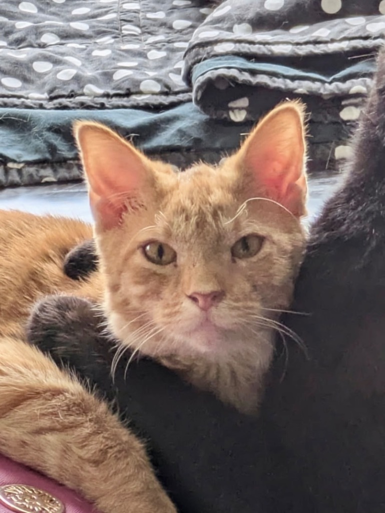 (RB) 2/4/25 - Rory, an adoptable Domestic Short Hair in Stillwater, OK, 74074 | Photo Image 1