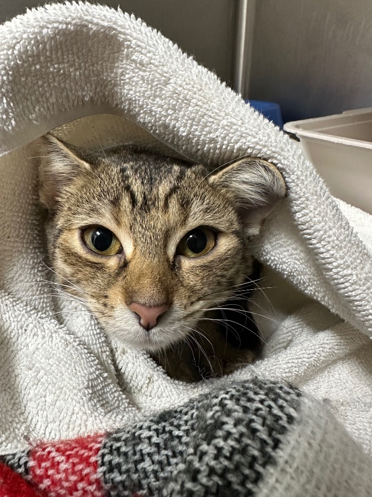 Bertha, an adoptable Domestic Short Hair in Jonesboro, AR, 72401 | Photo Image 1