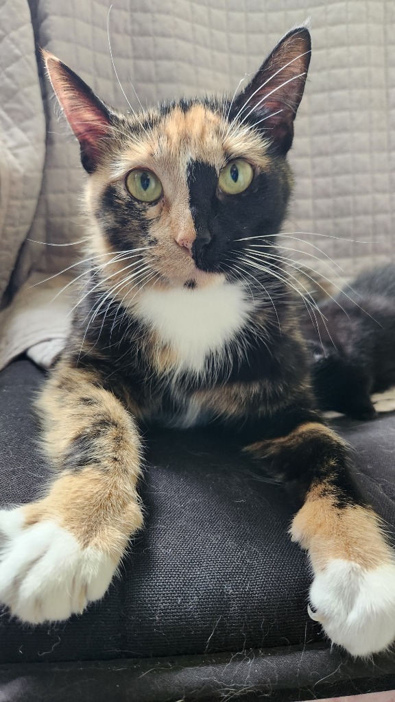 Freida