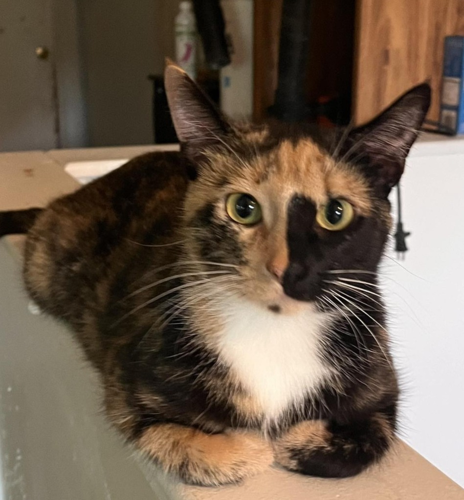Freida