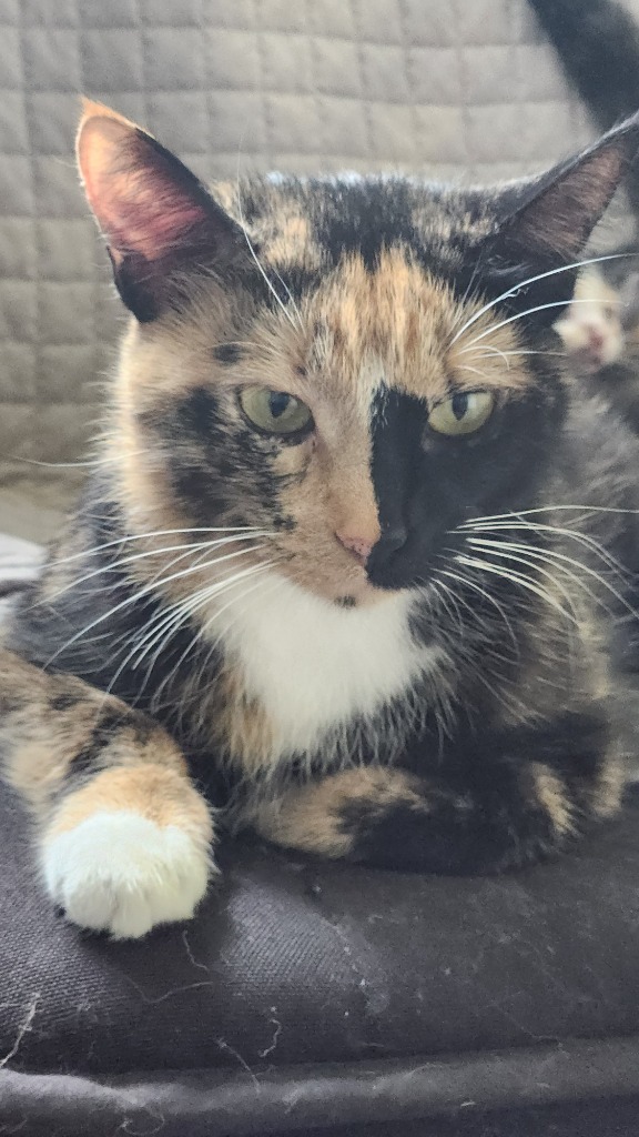 Freida