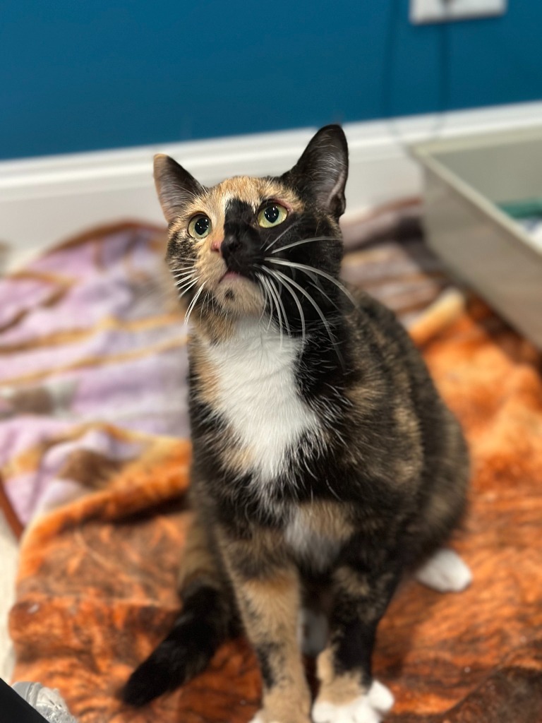 Freida