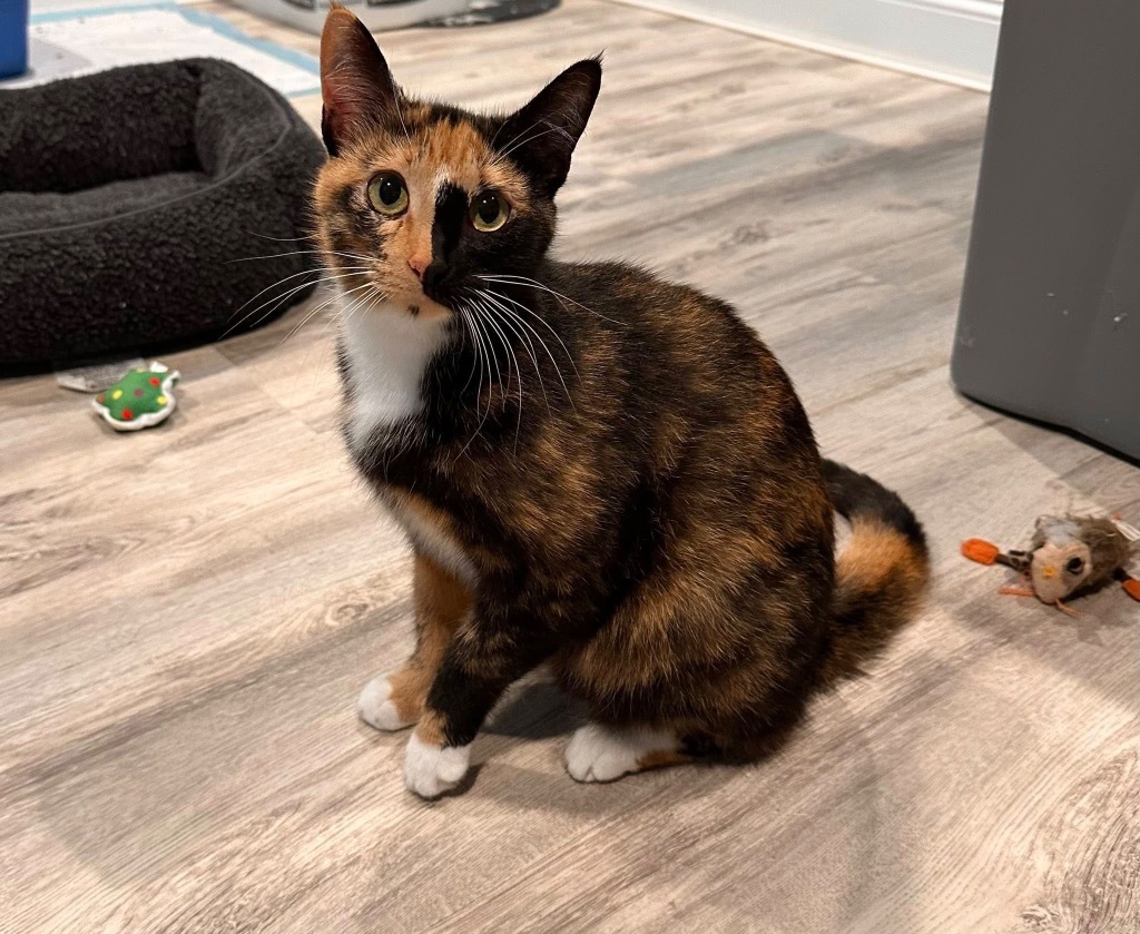 Freida