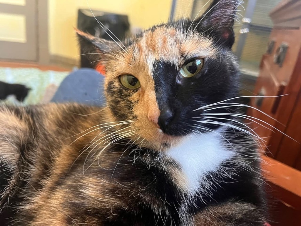Freida
