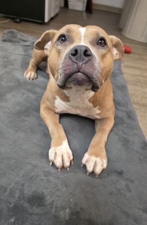Whitney, Adult Female unknown