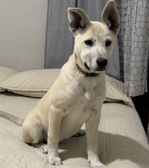 STELLA, Young Female unknown
