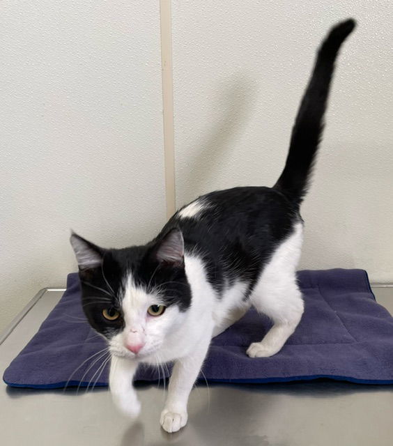 Andy- Black & White Tux in foster care, an adoptable Tuxedo in Mitchell, SD, 57301 | Photo Image 1