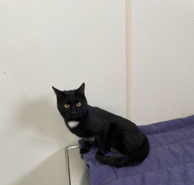 Rowan - Black Cat in foster care, an adoptable Domestic Short Hair in Mitchell, SD, 57301 | Photo Image 1