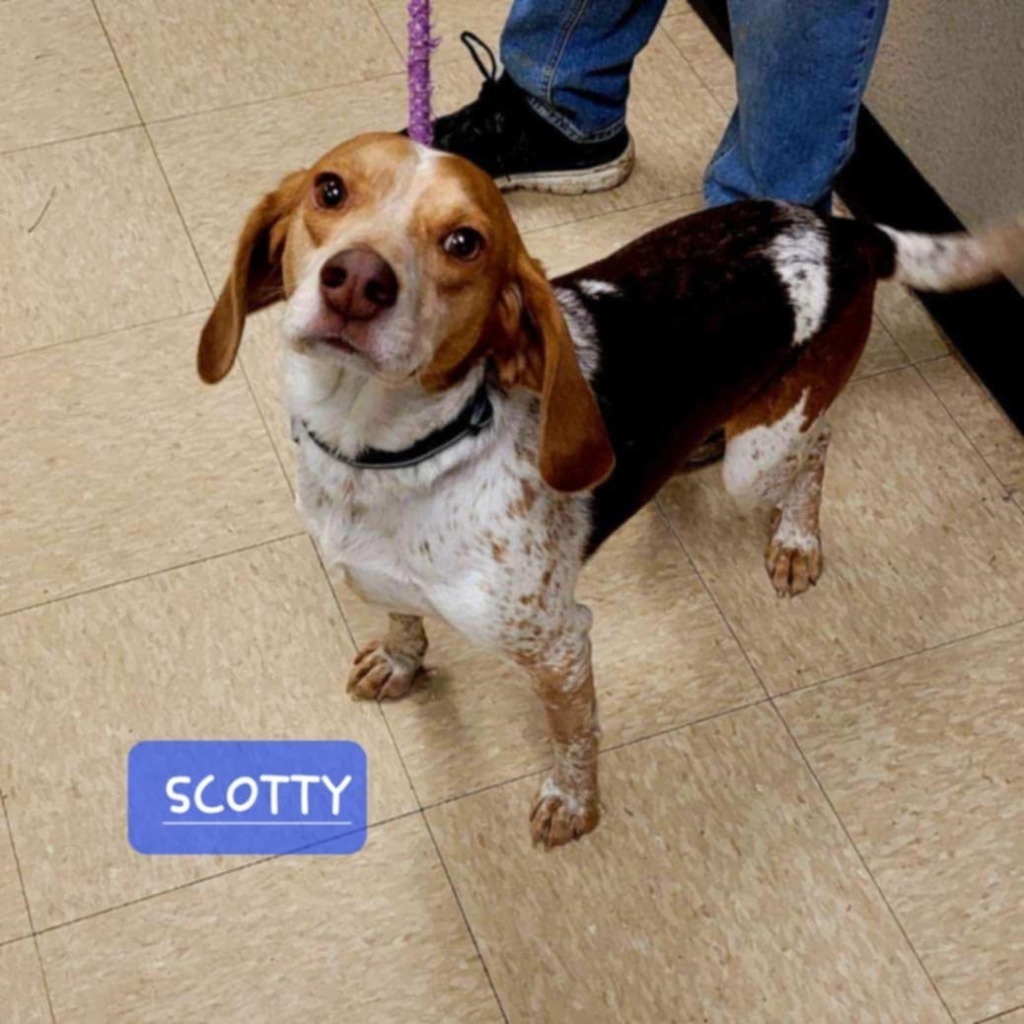Scotty