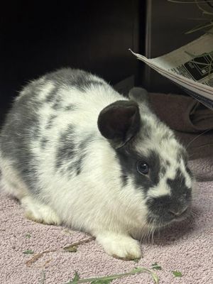 SUNDANCE, Young Female Bunny Rabbit