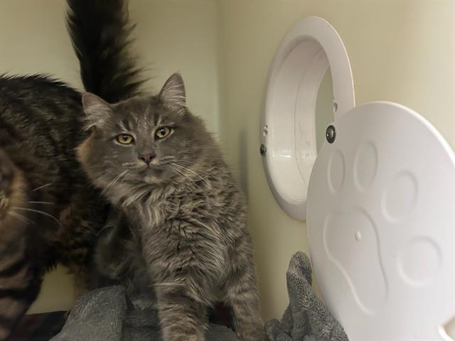 LION, an adoptable Domestic Medium Hair in McKinleyville, CA, 95519 | Photo Image 1