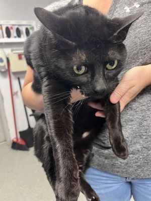 LEIA, Adult Female Domestic Short Hair