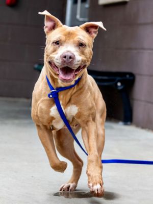 Supernova is a shooting star She is a fun and friendly girl who is looking to be the light of