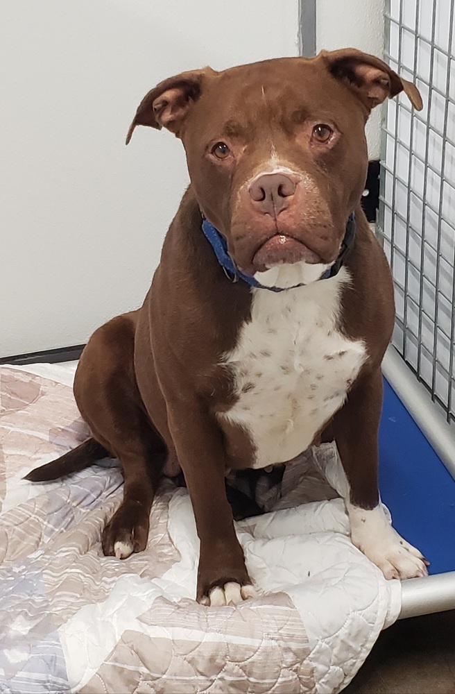 Reese, an adoptable American Staffordshire Terrier in Challis, ID, 83226 | Photo Image 1