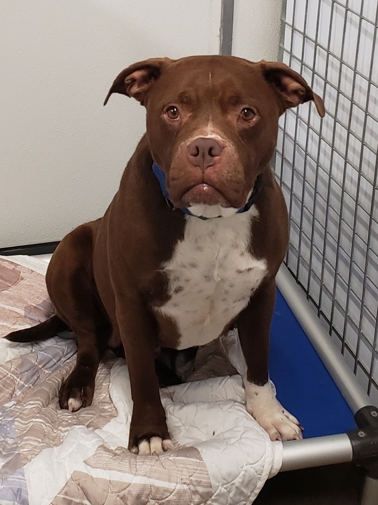 Reese, an adoptable American Staffordshire Terrier in Challis, ID, 83226 | Photo Image 2