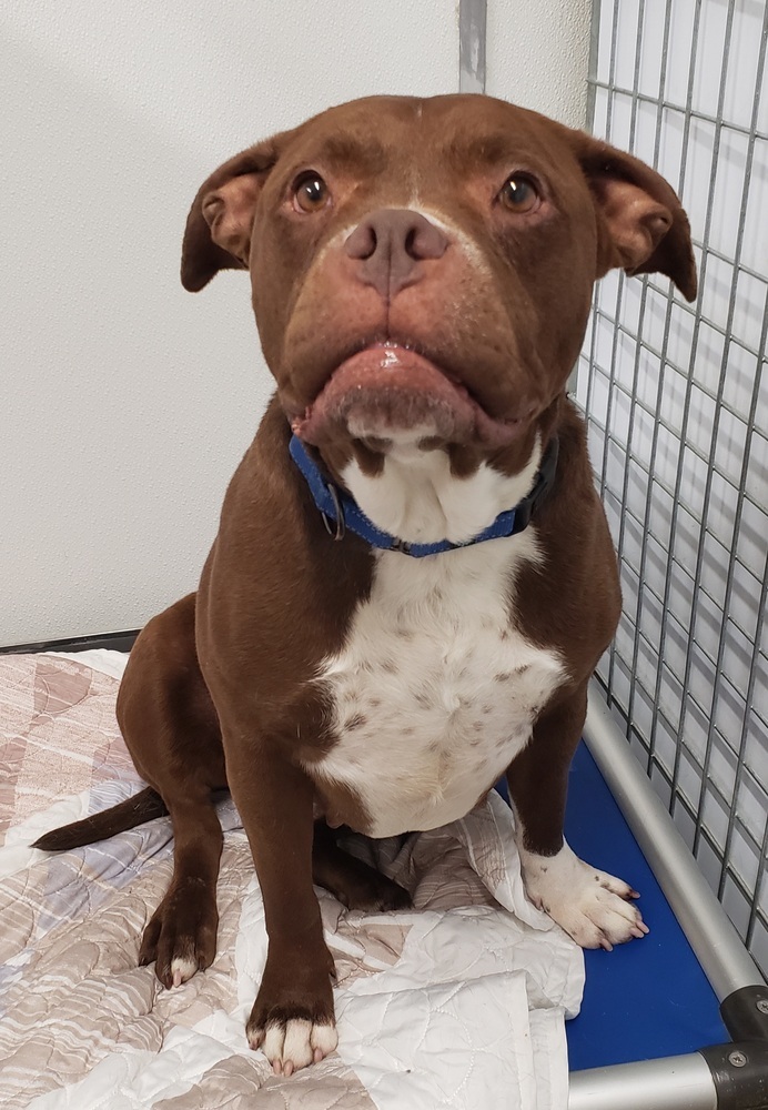 Reese, an adoptable American Staffordshire Terrier in Challis, ID, 83226 | Photo Image 3