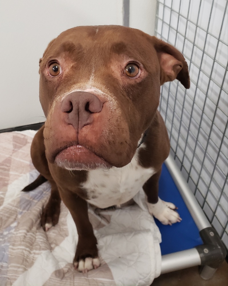 Reese, an adoptable American Staffordshire Terrier in Challis, ID, 83226 | Photo Image 4