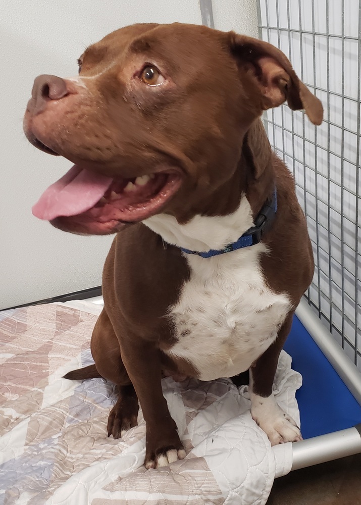 Reese, an adoptable American Staffordshire Terrier in Challis, ID, 83226 | Photo Image 5