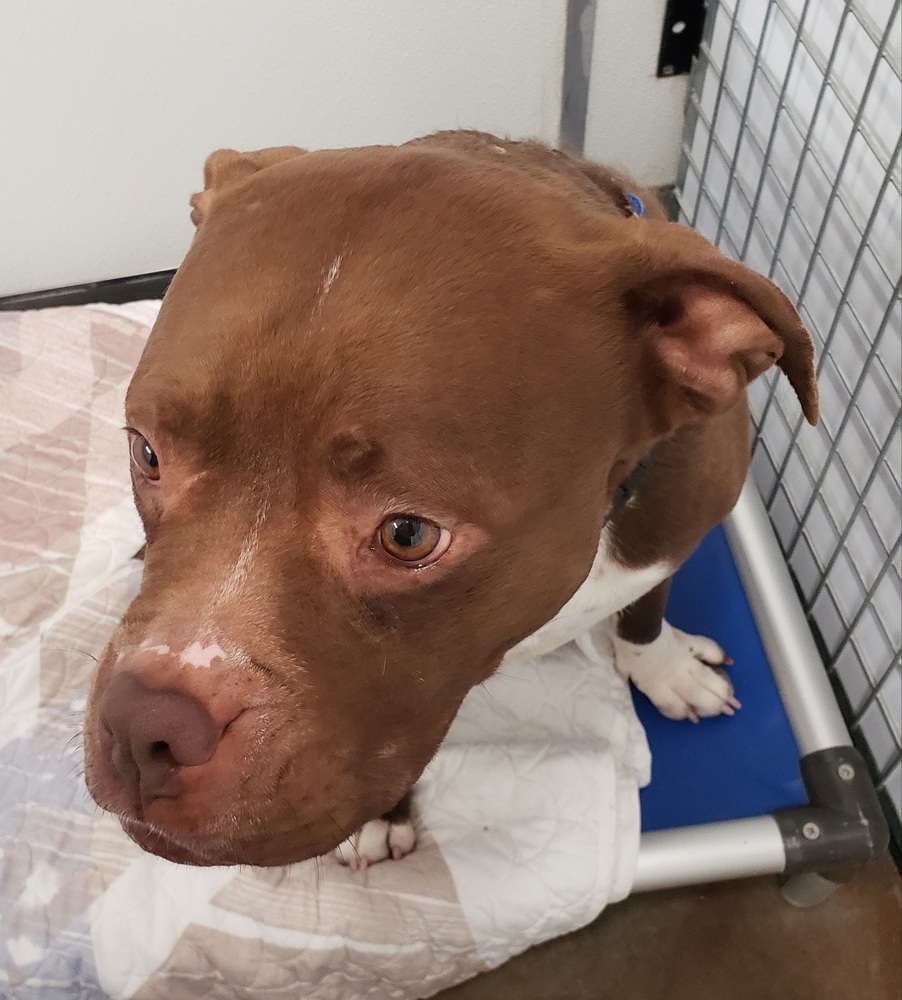 Reese, an adoptable American Staffordshire Terrier in Challis, ID, 83226 | Photo Image 6