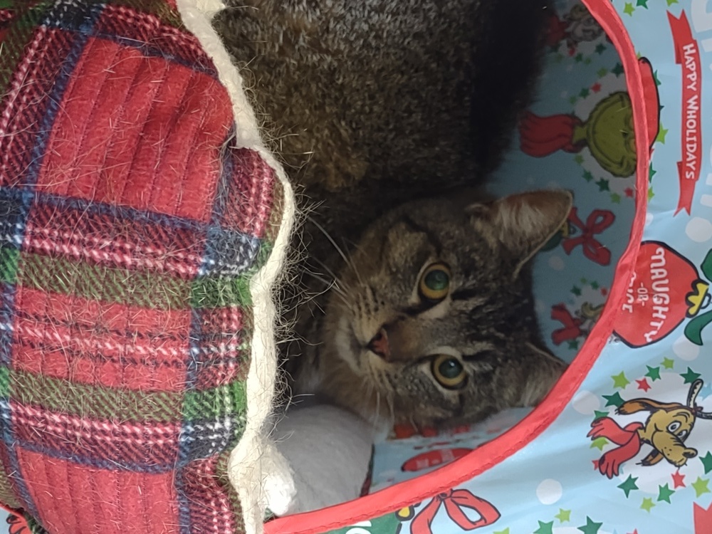 Silky, an adoptable Domestic Short Hair in Moses Lake, WA, 98837 | Photo Image 1