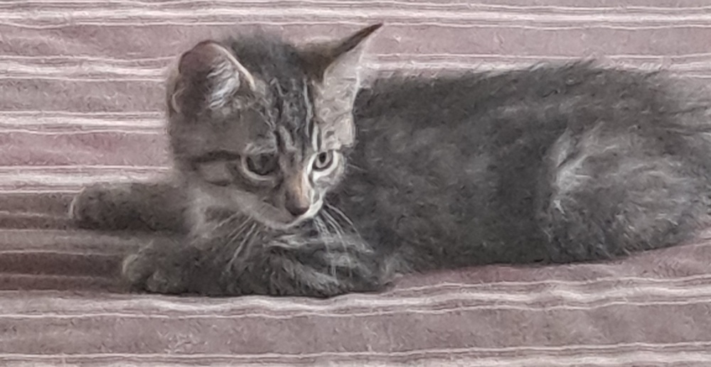 L- Light Lennon, an adoptable Domestic Short Hair in Moses Lake, WA, 98837 | Photo Image 3