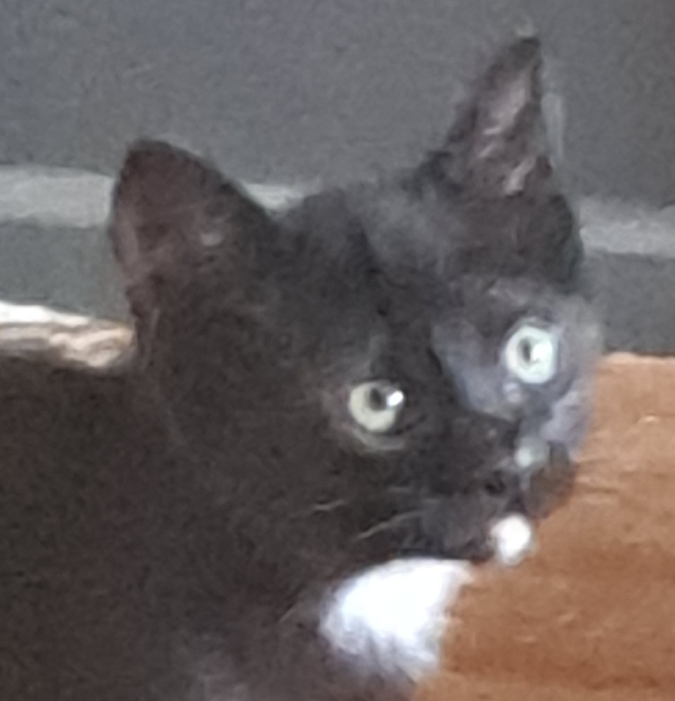 L- Black Basil, an adoptable Domestic Short Hair in Moses Lake, WA, 98837 | Photo Image 2
