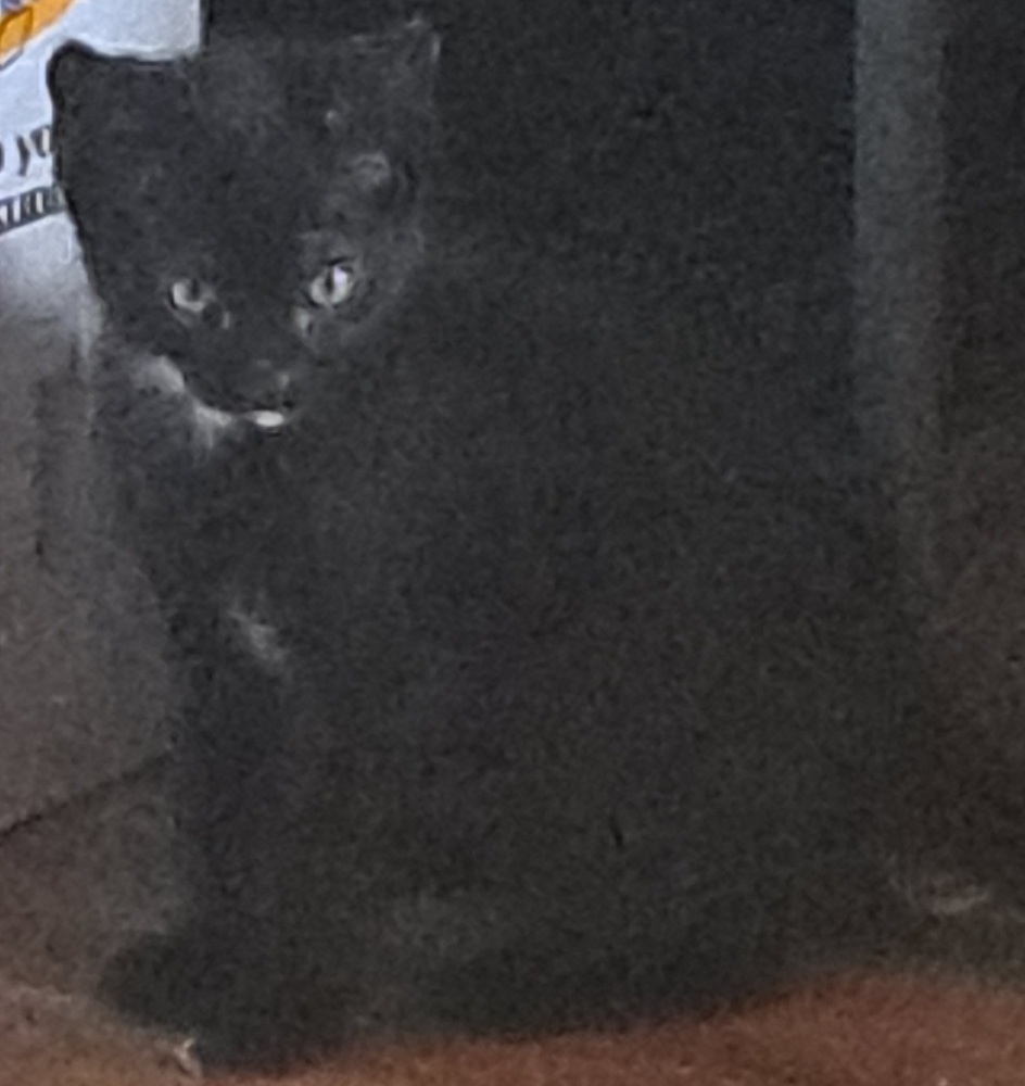 L- Black Basil, an adoptable Domestic Short Hair in Moses Lake, WA, 98837 | Photo Image 4