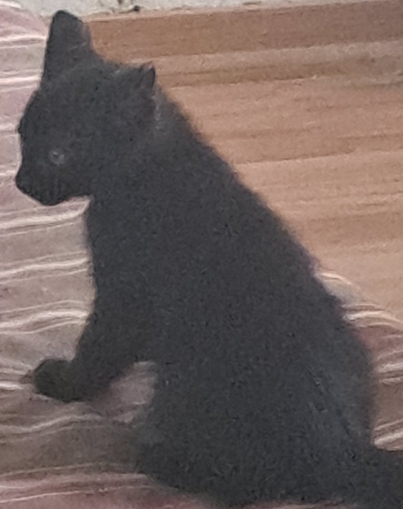 L- Black Basil, an adoptable Domestic Short Hair in Moses Lake, WA, 98837 | Photo Image 5