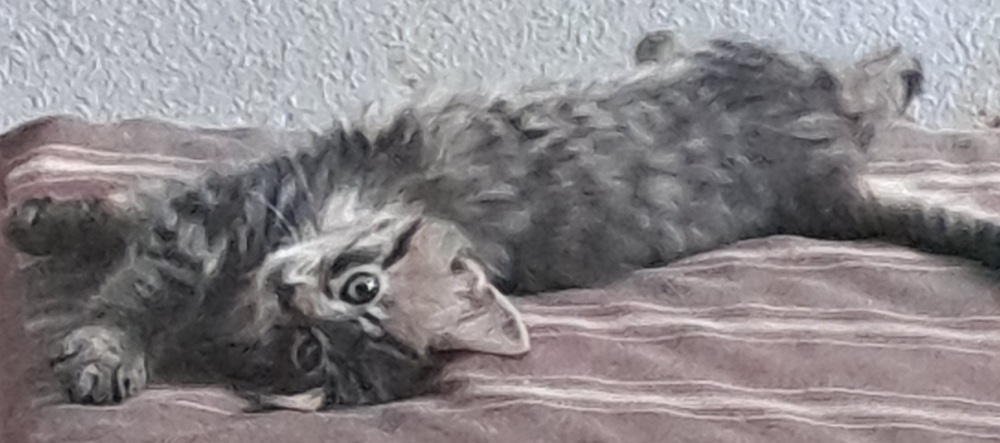 L- Dark Aster, an adoptable Domestic Medium Hair, Domestic Short Hair in Moses Lake, WA, 98837 | Photo Image 2