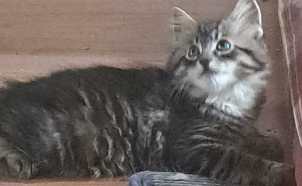 L- Dark Aster, an adoptable Domestic Medium Hair, Domestic Short Hair in Moses Lake, WA, 98837 | Photo Image 3