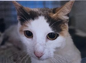 Greta, Adult Female Domestic Short Hair