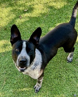 Meet Odie Odie is one of many dogs we have saved from rural Upson County lately Being a very small
