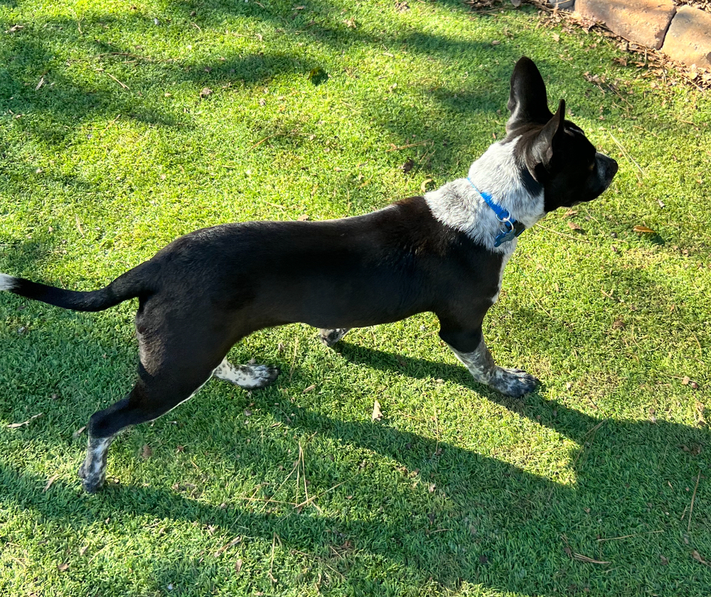 Odie