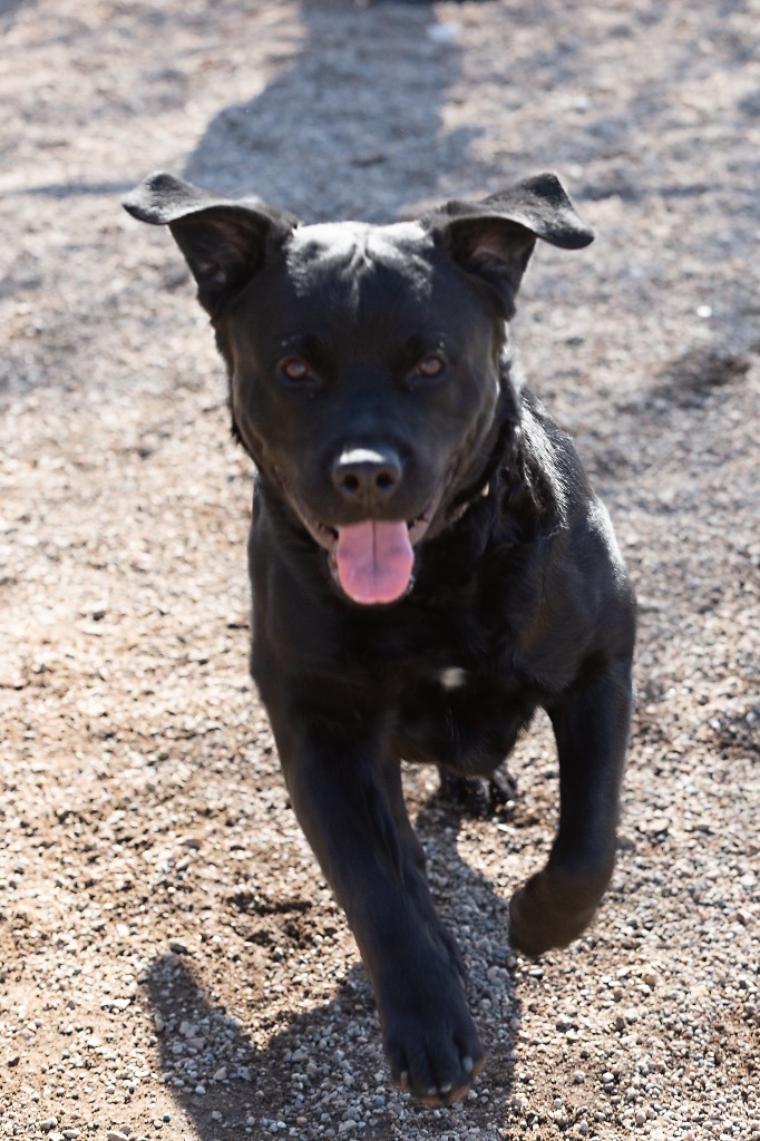 Polo, an adoptable Rottweiler, Labrador Retriever in Redwood Falls, MN, 56283 | Photo Image 1