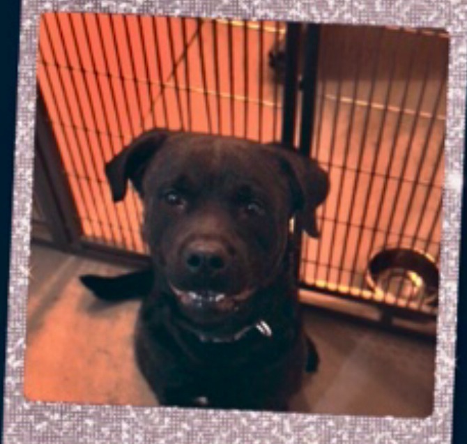 Polo, an adoptable Rottweiler, Labrador Retriever in Redwood Falls, MN, 56283 | Photo Image 2