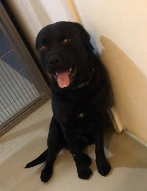 Polo, an adoptable Rottweiler, Labrador Retriever in Redwood Falls, MN, 56283 | Photo Image 3