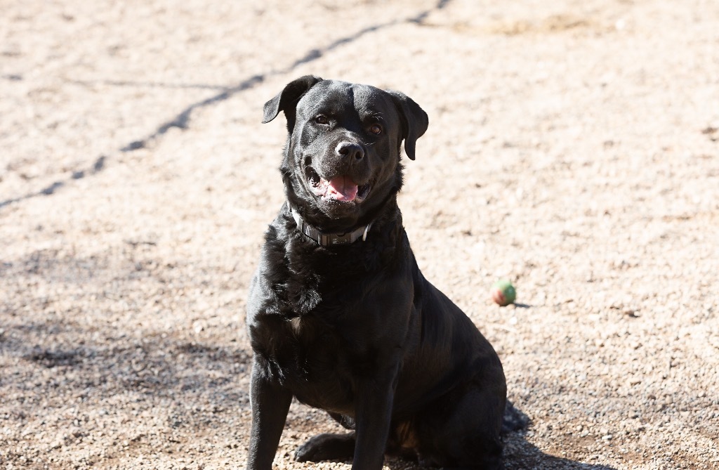 Polo, an adoptable Rottweiler, Labrador Retriever in Redwood Falls, MN, 56283 | Photo Image 5