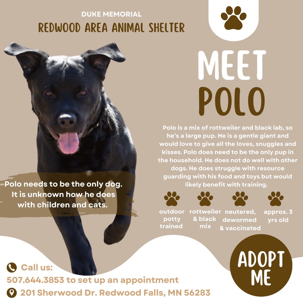 Polo, an adoptable Rottweiler, Labrador Retriever in Redwood Falls, MN, 56283 | Photo Image 6