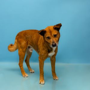 Pen 173 Comet Shepherd Dog