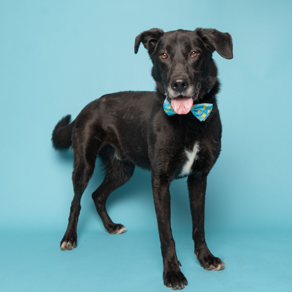 Granger, an adoptable Labrador Retriever, Mixed Breed in Caldwell, ID, 83607 | Photo Image 1