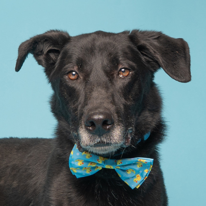 Granger, an adoptable Labrador Retriever, Mixed Breed in Caldwell, ID, 83607 | Photo Image 2