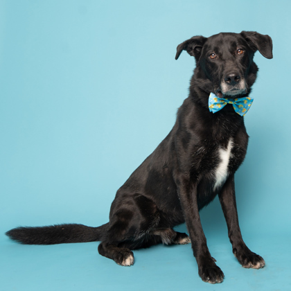Granger, an adoptable Labrador Retriever, Mixed Breed in Caldwell, ID, 83607 | Photo Image 3