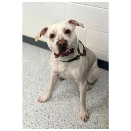 Bowan, an adoptable Pit Bull Terrier, Mixed Breed in Caldwell, ID, 83607 | Photo Image 2