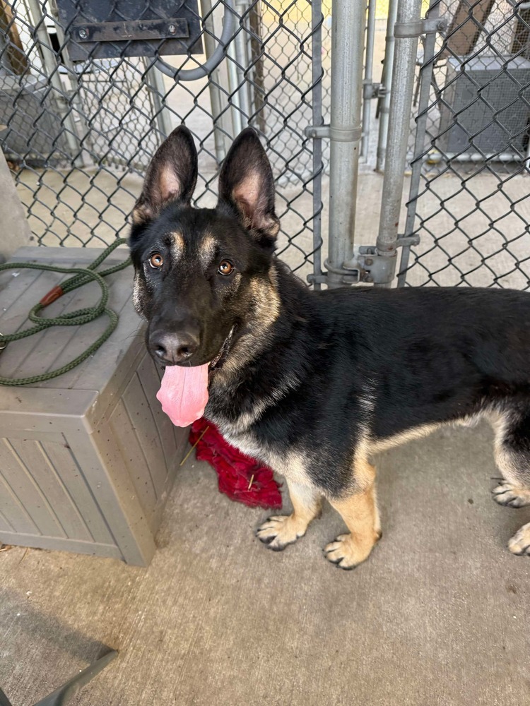 Ozzy, an adoptable German Shepherd Dog in Suamico, WI, 54173 | Photo Image 1