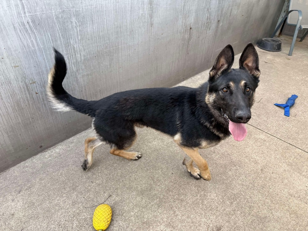 Ozzy, an adoptable German Shepherd Dog in Suamico, WI, 54173 | Photo Image 2