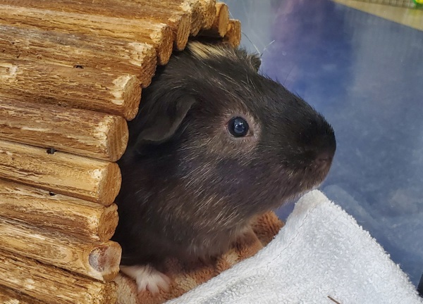 Chorizo