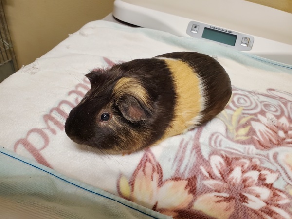 Chorizo